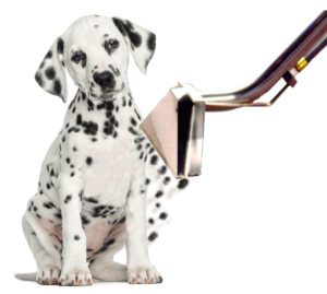 spotless carpet cleaning in Glasgow and Lanarkshire