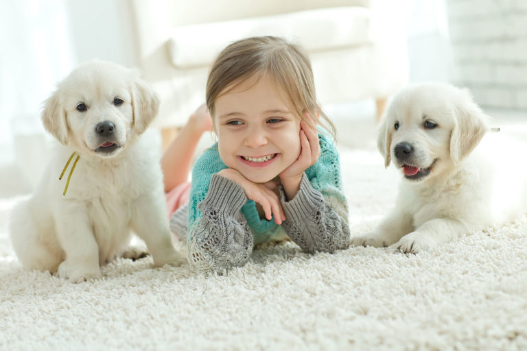 pet accident carpet cleaning