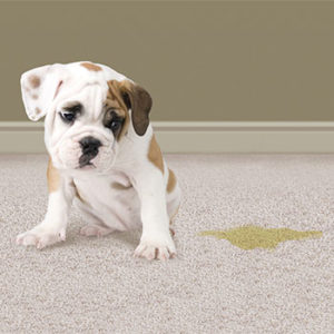 pet odour carpet cleaning